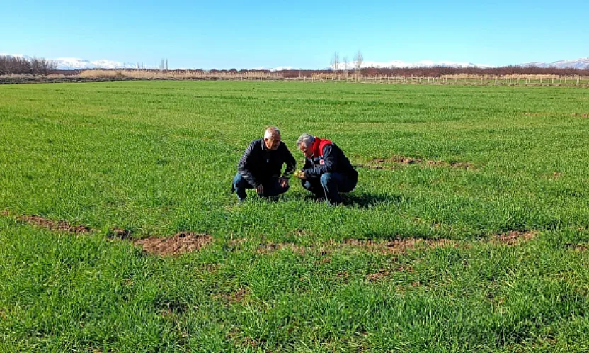 Malatya'da Altın Sarısı Başaklar Mercek Altında: Buğday Tarlalarında Hastalık Nöbeti!