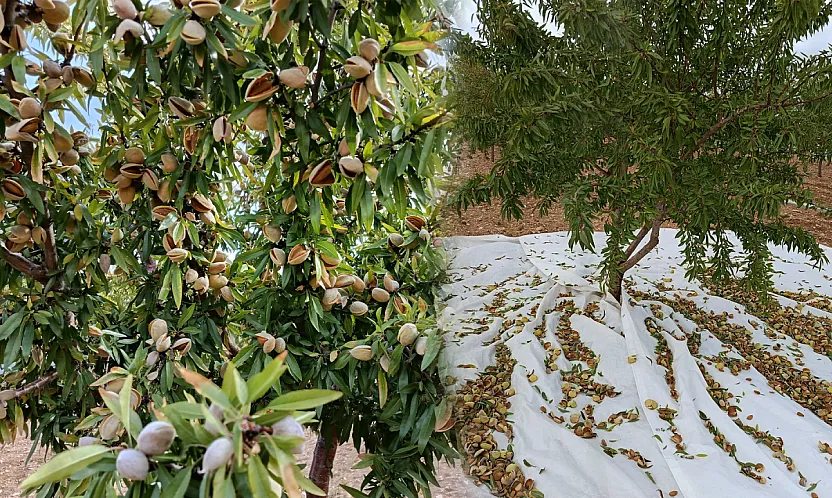 Malatya'da Badem Üretimi Büyüyor! Tek Sorun Pazar Bulmak