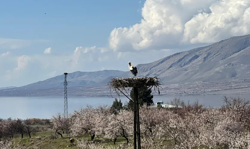 Malatya'da Bahar Görseli: Leylekler Kayısı Çiçekleri Arasında Yuvalarına Döndü!