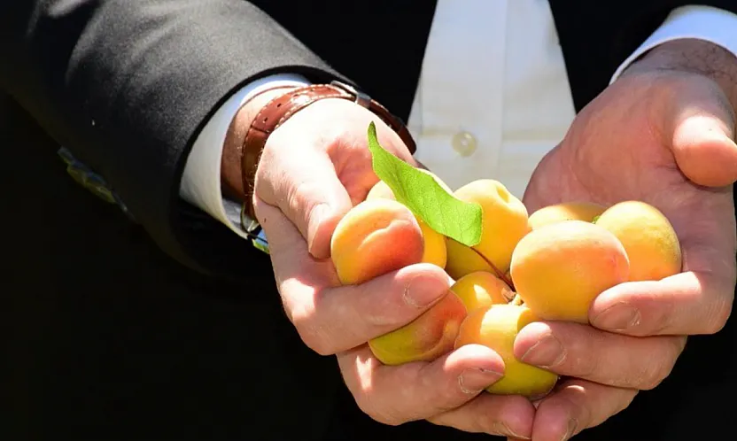 Malatya'da Bahçelere Girildi! Geçen Yıl Tek Bir Tane Bile Yoktu, Bugün Başladı