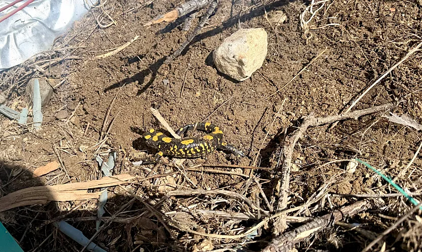 Malatya'da Çavuşlu Mahallesi'nde Semender Görüldü!