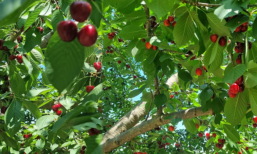 Malatya'da Dalbastı Kirazında Hasat Başladı! İşçi Çıkmazı Sürüyor