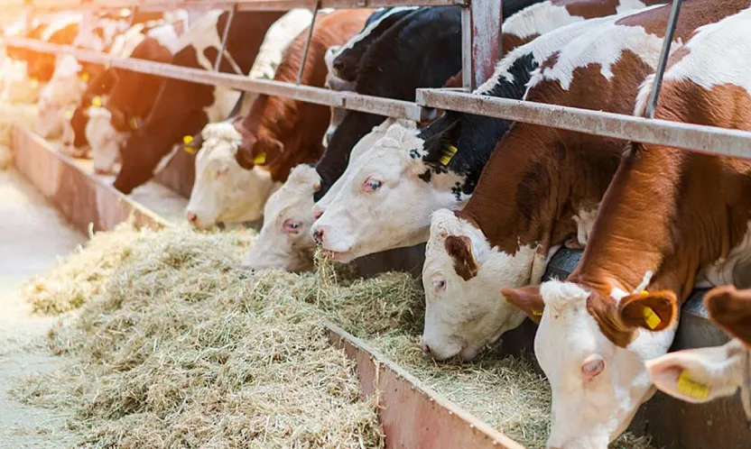 Malatya'da Dana, Düve ve Kesim Ücretleri Açıklandı!