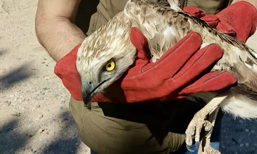 Malatya'da Doğa Alarmı! Yaralı Kartal Koruma Altına Alındı