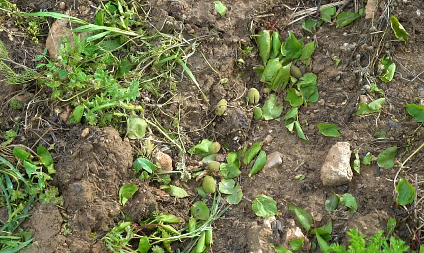 Malatya'da Dolu Bilançosu Ağır! Üreticiler Destek Bekliyor