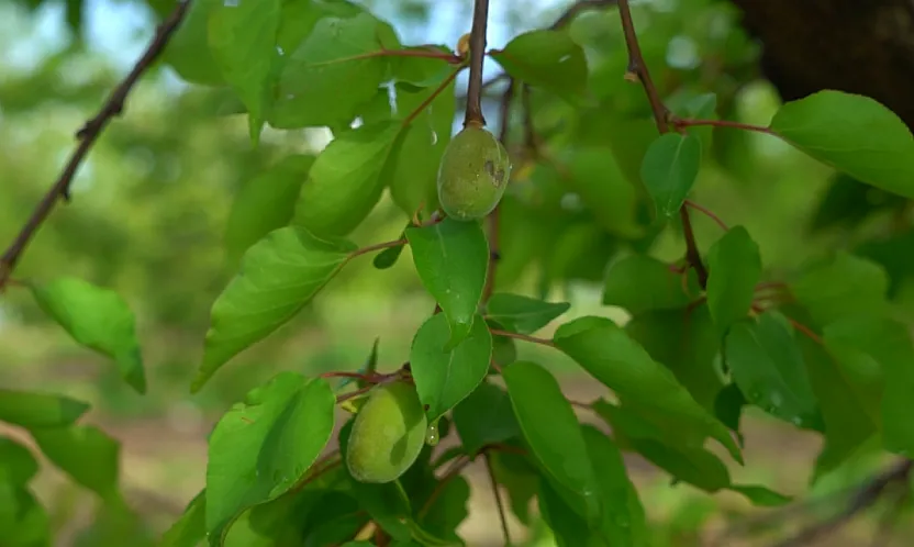 Malatya'da Dolu Kabusu! 7 İlçede Kayısı Zarar Gördü