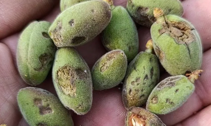 Malatya'da Dolu Tarım Arazilerini Vurdu! Vali Yavuz'dan Hasar Tespiti Talimatı