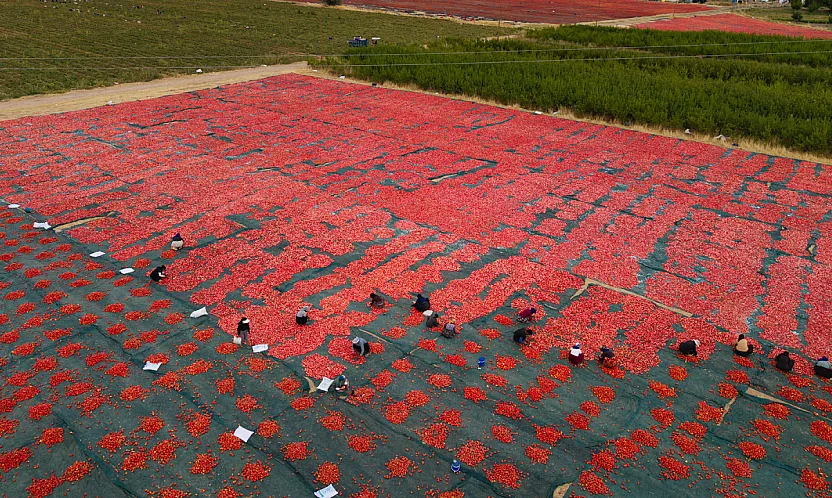 Malatya'da Domatesler Tarladan Çıkıp Türkiye'yi Geziyor!