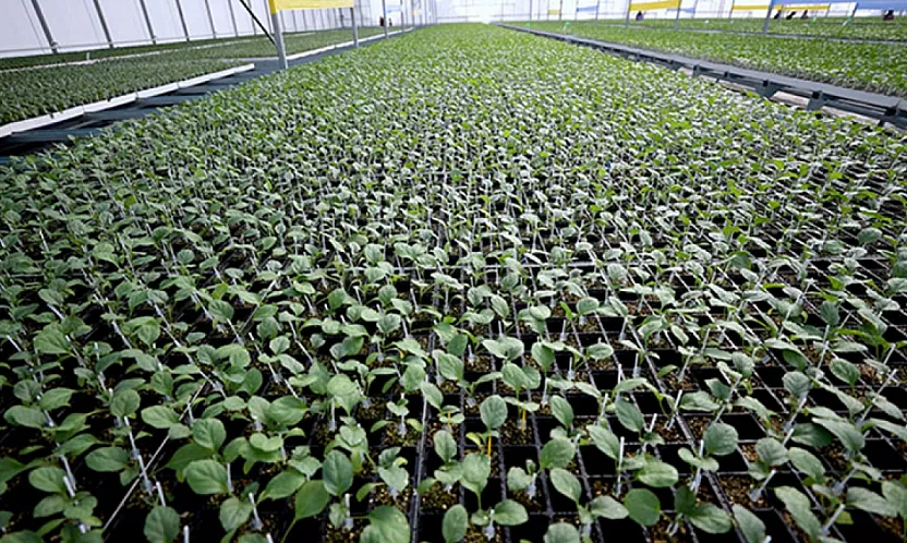 Malatya'da Fide Dağıtımı İçin Başvuru Tarihleri Netleşti!