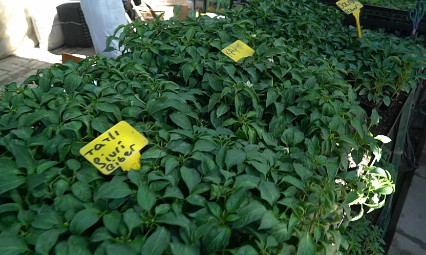 Malatya'da Fide Sezonu Açıldı! İşte En Çok Satılan Ürünler