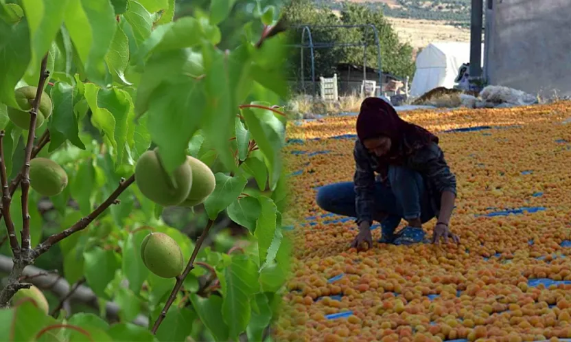 Malatya'da Gözler Hasat Sezonunda! İşçinin Günlük Yevmiyesi Ne Kadar?