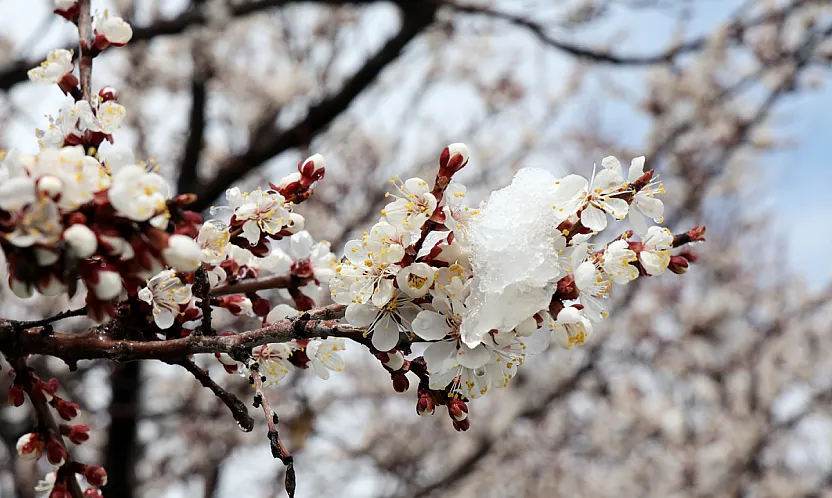 Malatya'da Kar Mesaisi! Üretici Don Riskine Karşı Teyakkuzda