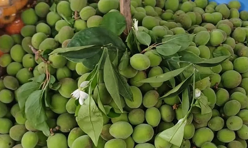 Malatya'da Kayısı Alarmı! Çağla Fiyatları Cep Yakıyor