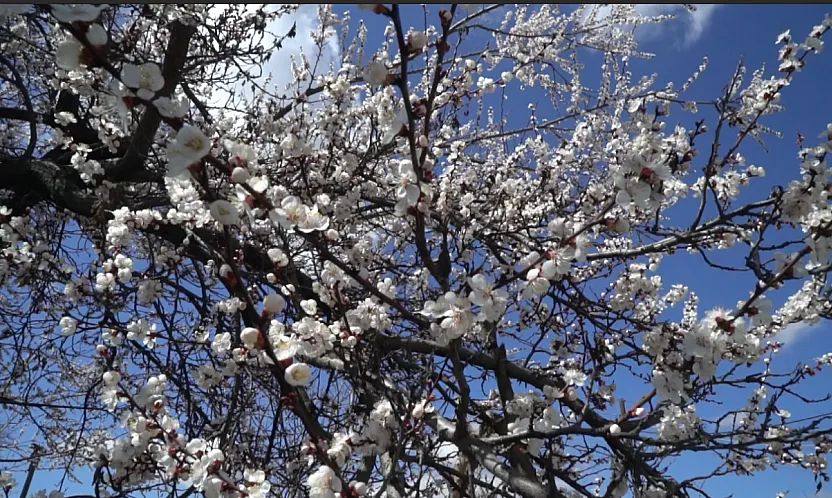 Malatya'da Kayısı Alarmı: Maliyetler Katlandı, Verim Düştü, Üretici Çaresiz