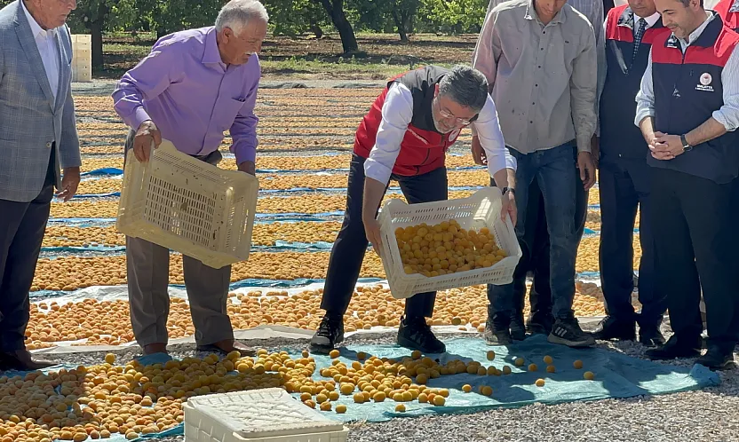Tarım Bakanı Yumaklı Malatya'da Kayısı Hasadına Katıldı!