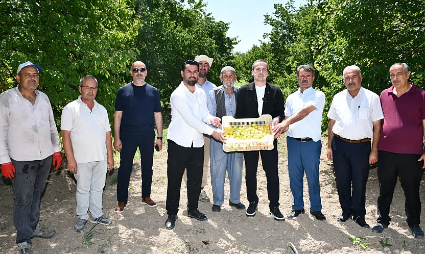 Malatya'da Kayısı Hasadı Sahaya Taşındı! Üreticiler Fiyat Ve Destek Beklentisini Dile Getirdi