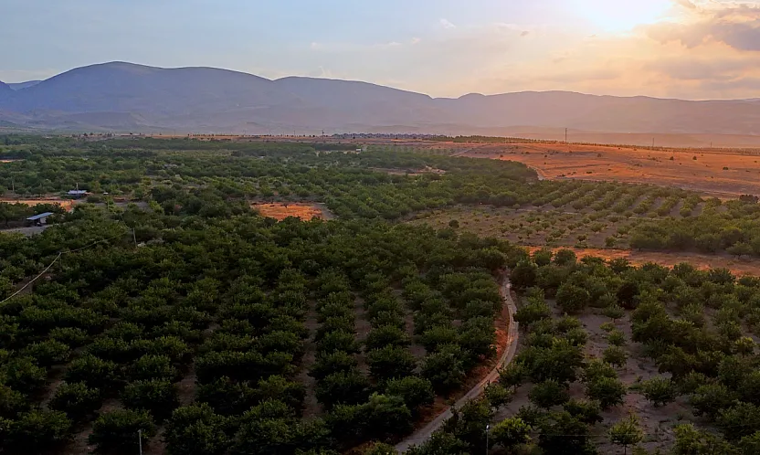 Malatya'da Kayısı Sadece Geçim Kaynağı Değil! Milyonlarca Ağaç Ekolojik Dengeyi Destekliyor