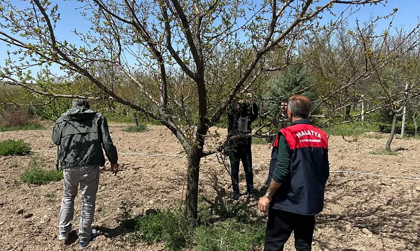 Malatya'da Kayısıyı Kokarcadan Koruyacak Tuzaklar Kuruldu!