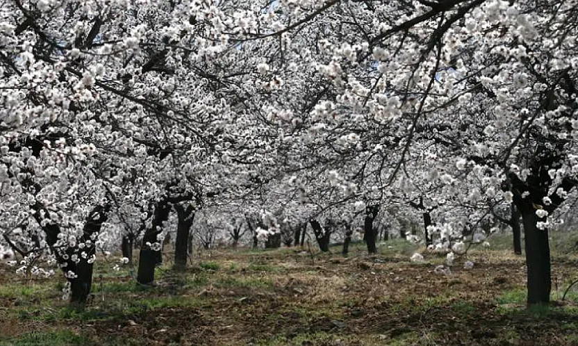 Malatya'da Kritik Hafta Sonu Uyarısı! Kayısı İçin Zirai Don Alarmı!