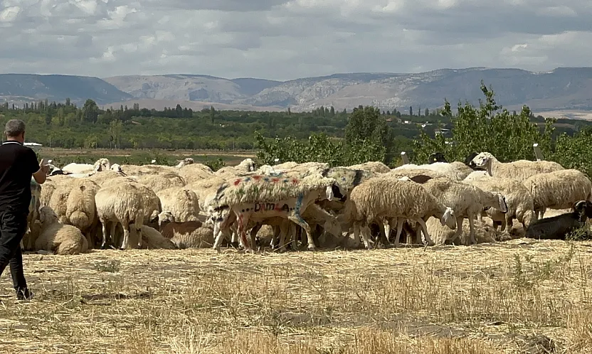 Malatya'da Küçükbaş Hayvancılıkta Mera Ve Çoban Sorunu Büyüyor!