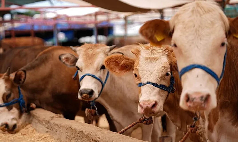 Malatya'da Kurbanlık Fiyatları ve Stok Durumu Netleşti