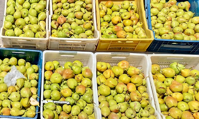 Malatya'da Kürecik'in Bal Armudu İçin Sezon Başladı!