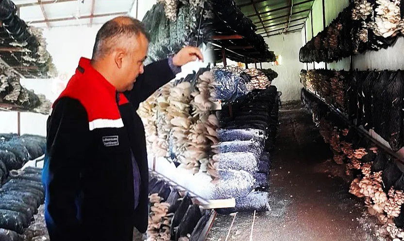 Malatya'da Mantar Üretiminde Denetim Sonucu Açıklandı!