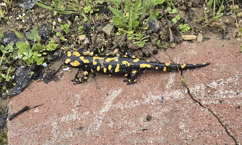Malatya'da Nadir Görülüyor! Gündüzbey'de Ortaya Çıkan O Canlı Heyecan Yarattı!