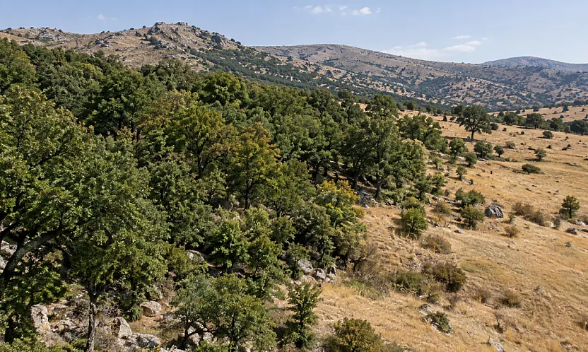 Malatya'da Orman Sınırları Değişti! 2 Bin 788 Metrekarelik Alan İçin Karar