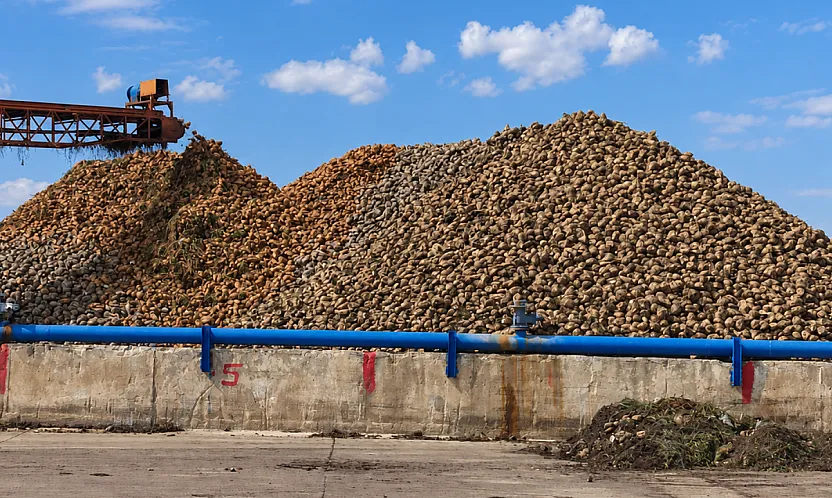 Malatya'da Şeker Üretiminde Yeni Sezonun Rakamları Belli Oldu!