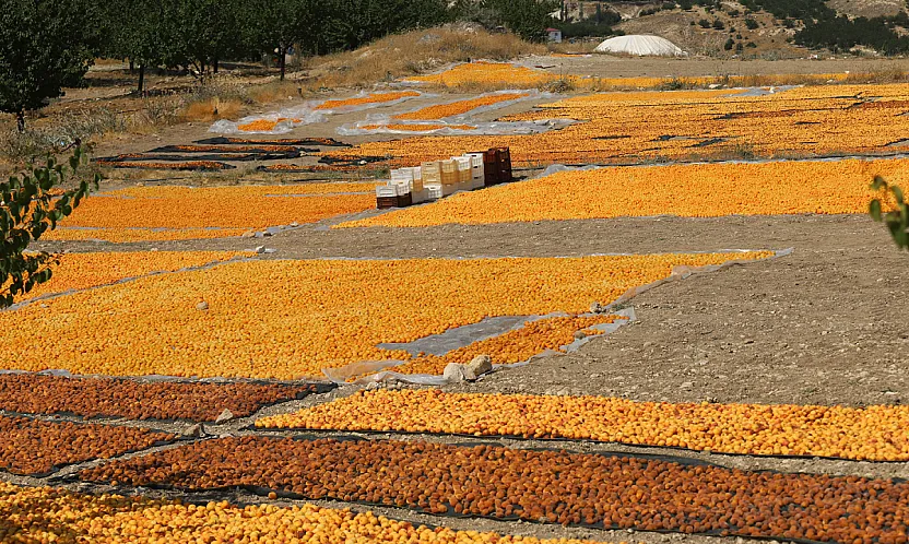 Malatya'da Sezonun Son Kayısıları Toplanıyor! Yüksek Rakım Dikkat Çekiyor