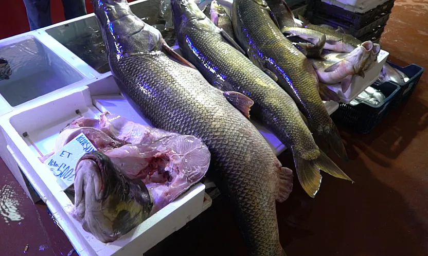 Malatya'da Tezgah Dar Geldi: 2 Metre 20 Santim Boyundaki Dev Balığı Görenler İnanamıyor