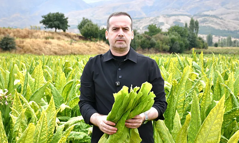Malatya'da Tütün Üreticisi İsyanda! Fiyatlar Geriledi