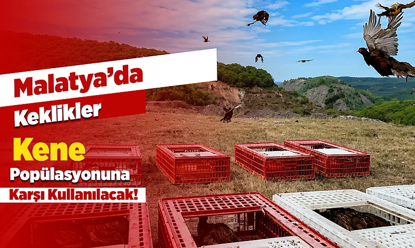 Malatya'da Üretilen Keklikler Kene Mücadelesi İçin Doğaya Salınacak
