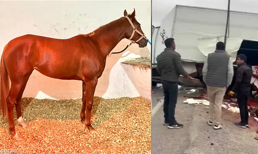 Malatya'da Yarış Atlarını Taşıyan Araç Devrildi! Heyfa Hayatını Kaybetti, Rotoractor Yaralı