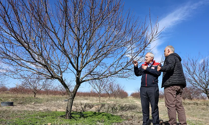 Malatya'da Yeni Sezon Heyecanı: Kayısıda Verim Bu Yıl Nasıl Olacak?