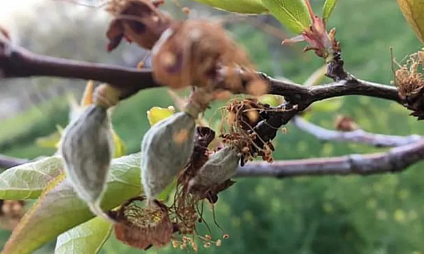 Malatya'da Zirai Dona Karşı 3 Kritik Yöntem!