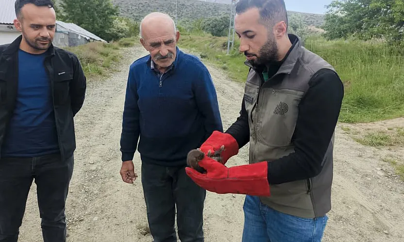 Malatya Doğanşehir'de Annesiz Kalan Yavru Sansar Koruma Altında!