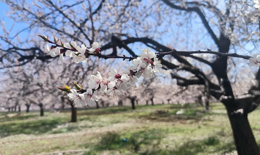 Malatya Doğanşehir'de Kayısı Çiçekleri Görsel Şölen Başlattı!