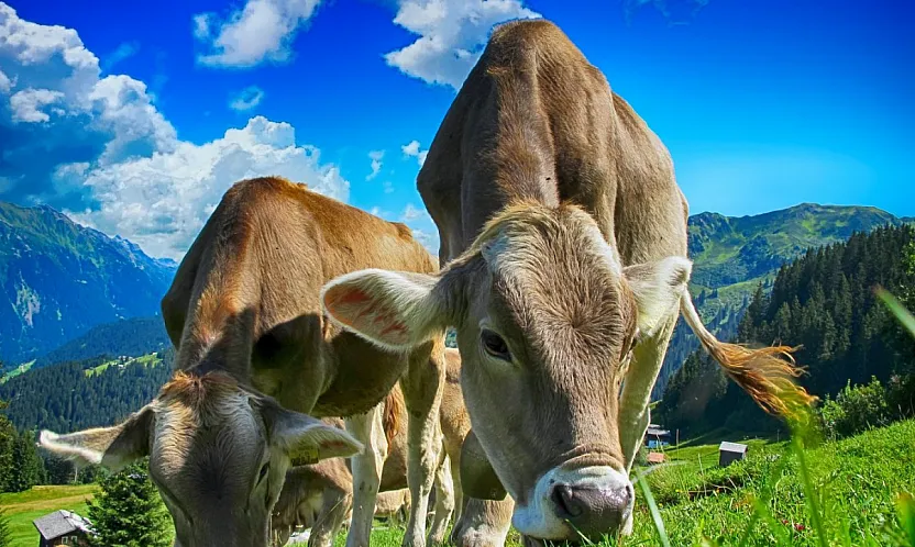 Malatya Hayvancılıkta Merkez Olma Yolunda! BESİ OSB'de Altyapı Tamam!