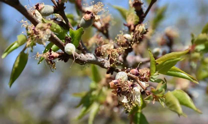 Malatya İçin Kritik Uyarı! 12 Nisan'a Kadar Zirai Don Tehlikesi Kapıda!