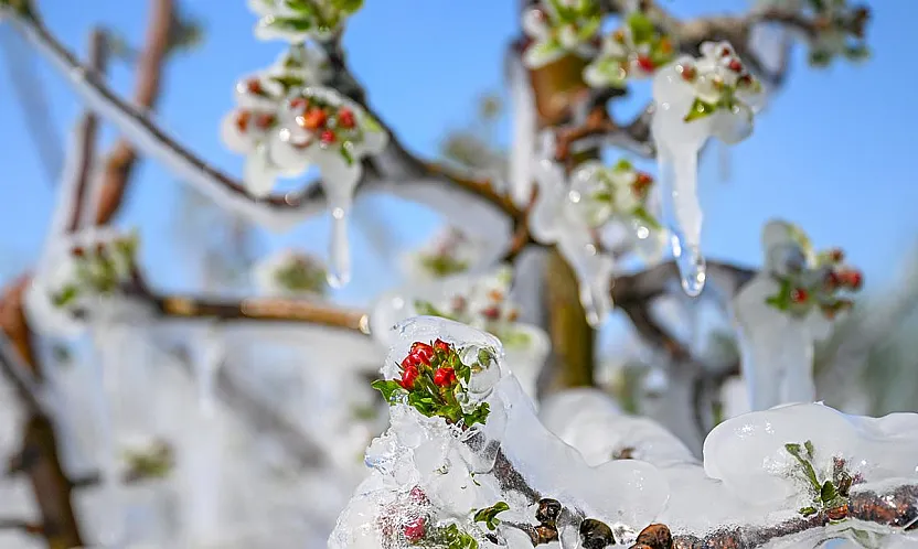 Malatya Kayısısına Meclis Kalkanı! Zirai Don Artık Kader Olmayacak