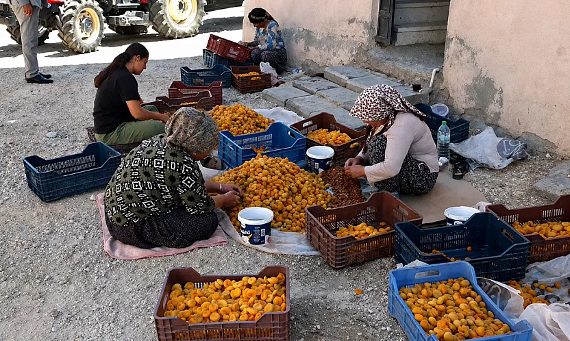 Malatya Kayısısında Fiyat Krizi! Üretici TMO'yu Göreve Davet Etti