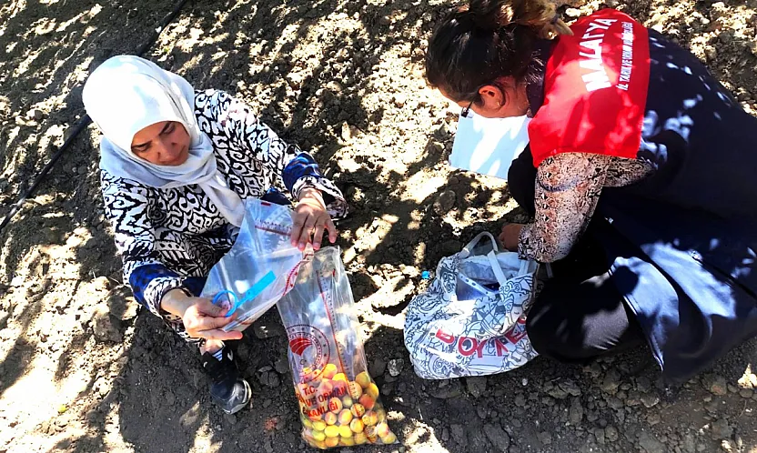 Malatya Kayısısında Kalıntı Denetimi! Mevzuata Aykırı Üretime Yaptırım Uygulandı