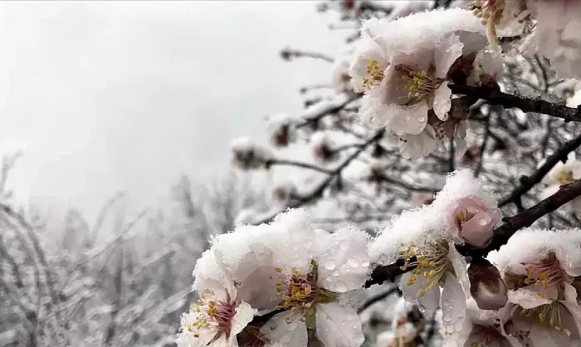 Malatya Kayısısı İçin Kış Donunda Yeni Dönem