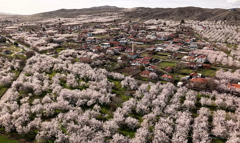 Malatya Kayısısında Kritik Süreç: Asıl Risk Yağışlar!