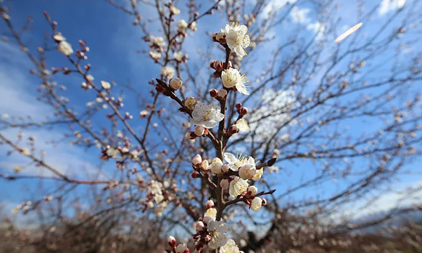 Malatya Kayısısını Dona Karşı Devlet Koruyacak