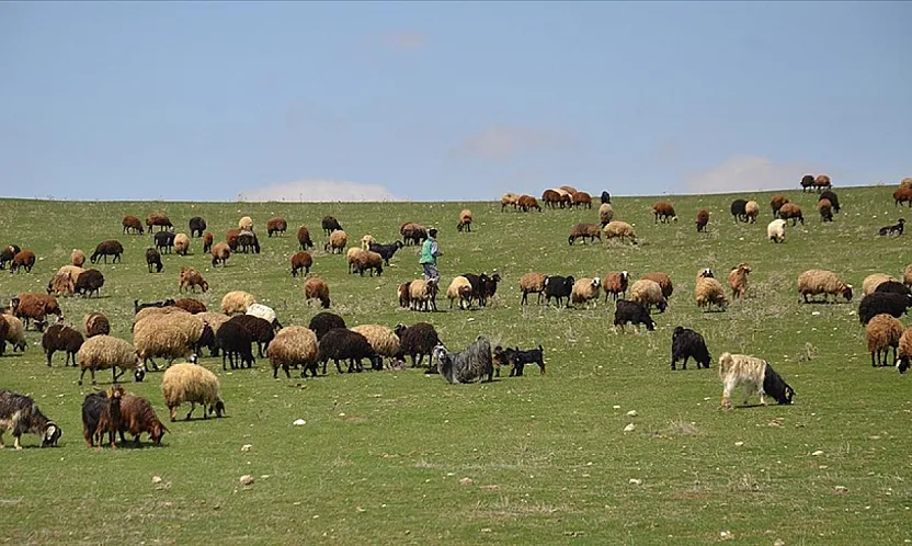 Malatya Kırsalında Bahar Mesaisi! Sürüler Uzun Süre Sonra Doğayla Buluştu