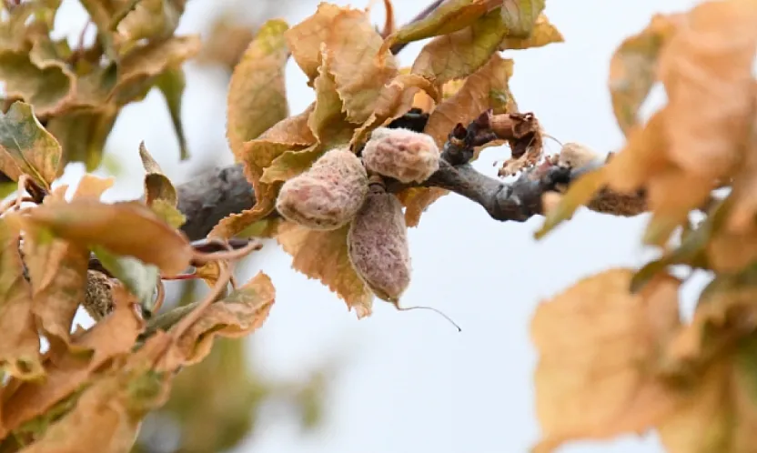 Malatya'nın 2025 Don Travması! Tam 1 Yıl Oldu