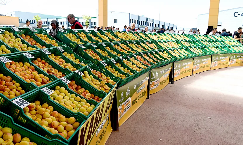 Malatya'nın Altın Meyvesi Yarıştı! En İyi Yaş Kayısı Üreticileri Açıklandı